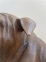 1811574-alb-6a8c33d797a70.jpg