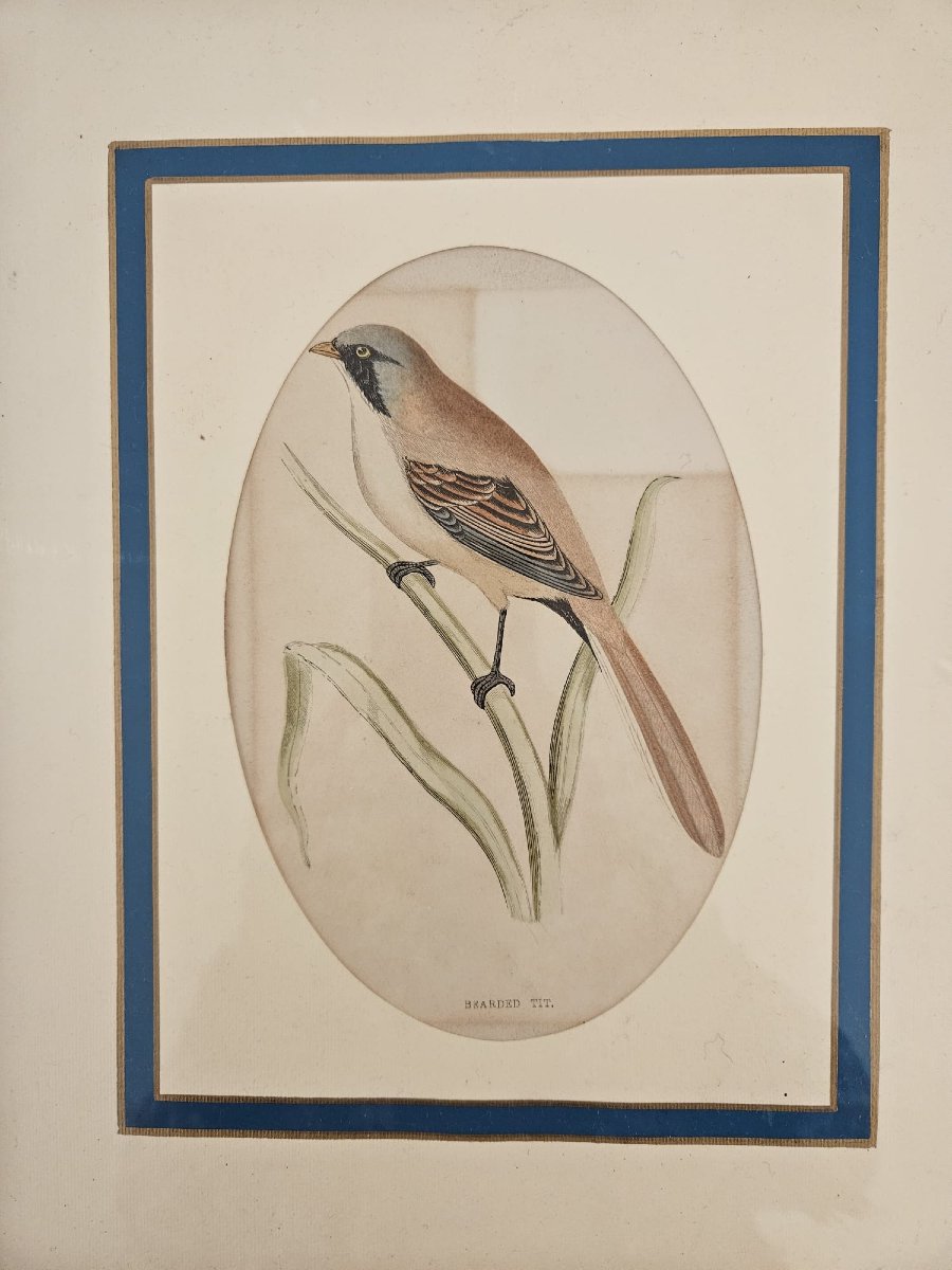 Certified Antique Engraving, Made On Steel Plate And Colored By Hand-photo-3