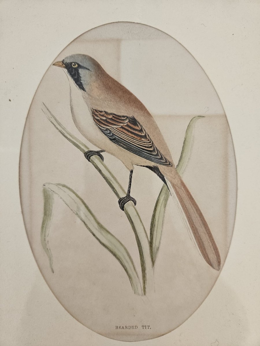 Certified Antique Engraving, Made On Steel Plate And Colored By Hand-photo-4