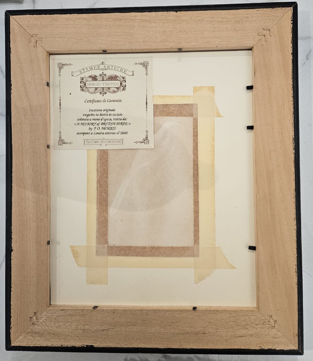 Certified Antique Engraving, Made On Steel Plate And Colored By Hand-photo-1