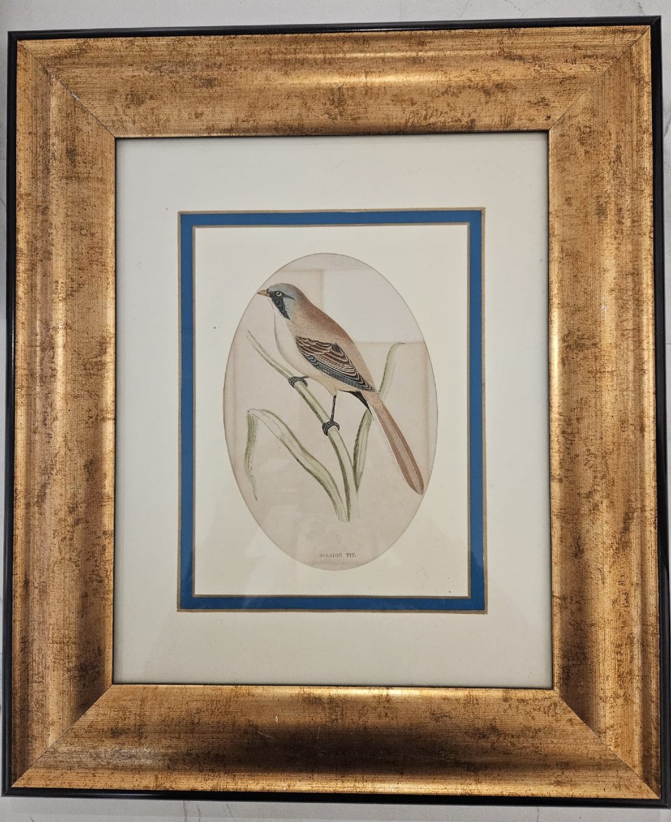 Certified Antique Engraving, Made On Steel Plate And Colored By Hand-photo-2