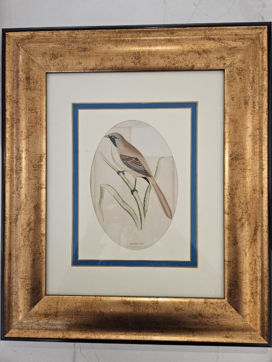 Certified Antique Engraving, Made On Steel Plate And Colored By Hand