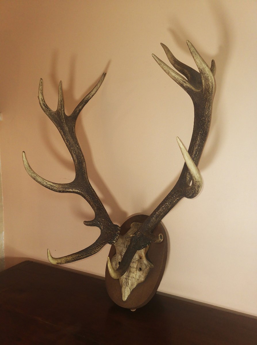 Massacre de Cerf du XIXe, Chassé à Courre en Forêt d'Ermenonville, Honneur à la Comtesse -photo-2