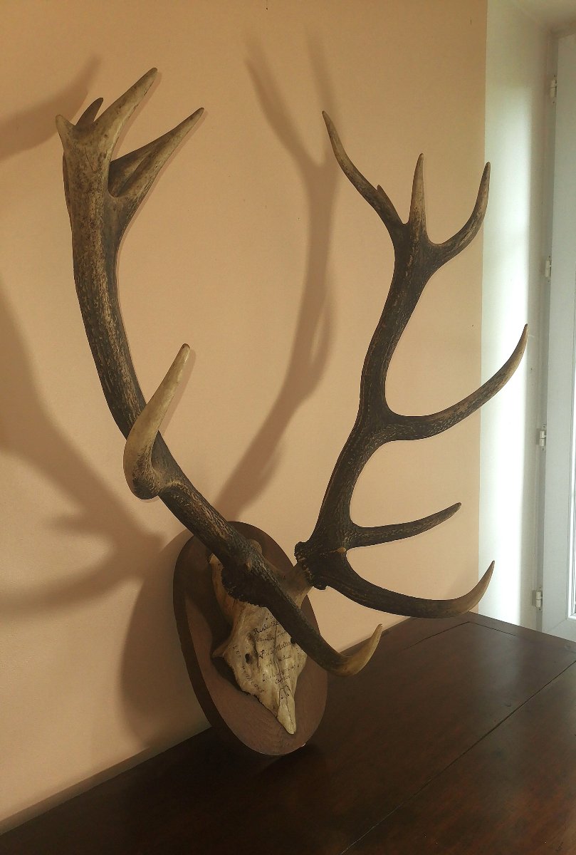 Massacre de Cerf du XIXe, Chassé à Courre en Forêt d'Ermenonville, Honneur à la Comtesse -photo-3