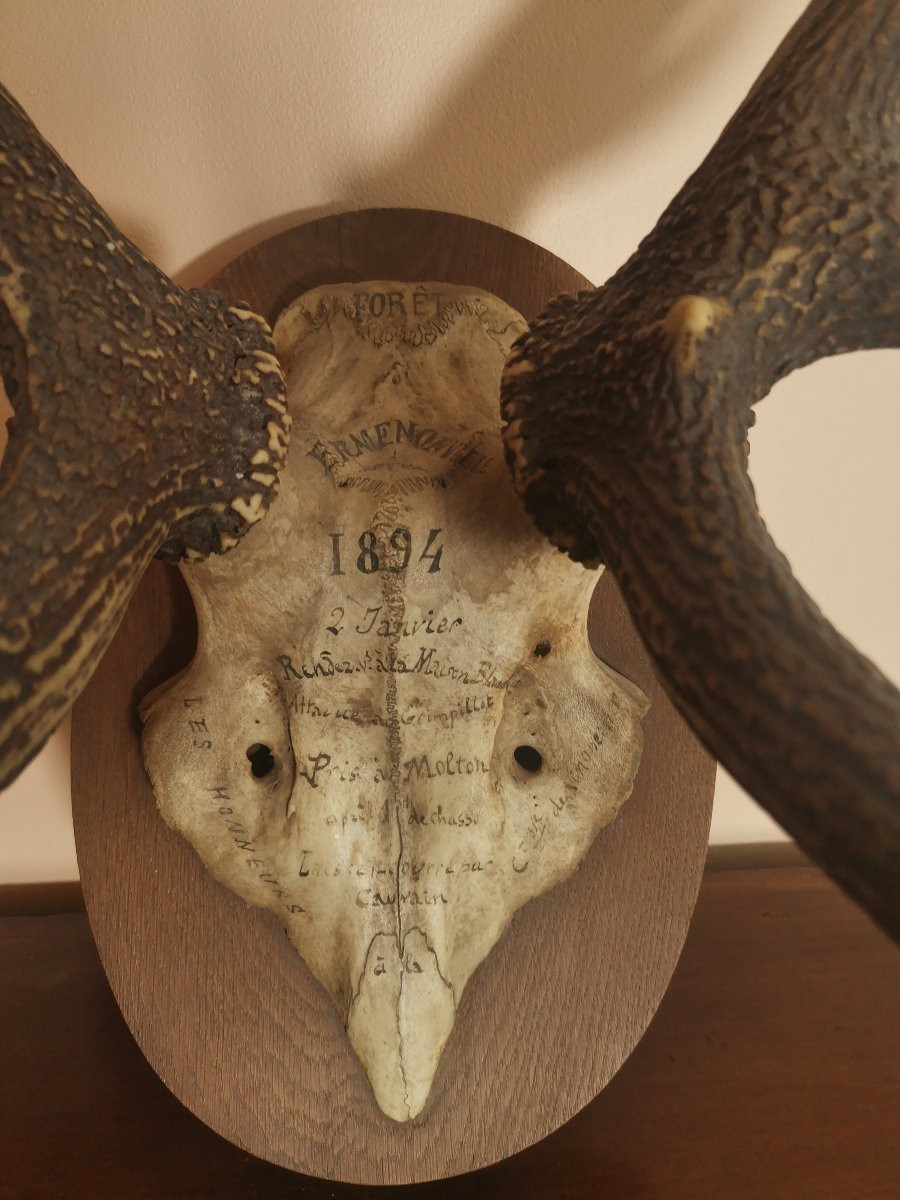 Massacre de Cerf du XIXe, Chassé à Courre en Forêt d'Ermenonville, Honneur à la Comtesse -photo-4