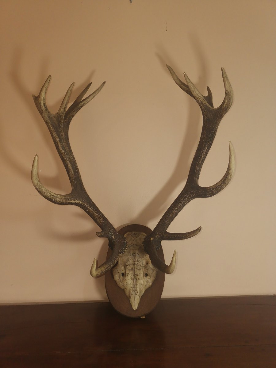 Massacre de Cerf du XIXe, Chassé à Courre en Forêt d'Ermenonville, Honneur à la Comtesse -photo-1