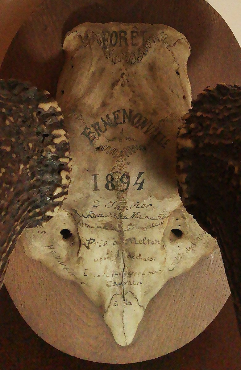 Massacre de Cerf du XIXe, Chassé à Courre en Forêt d'Ermenonville, Honneur à la Comtesse -photo-2