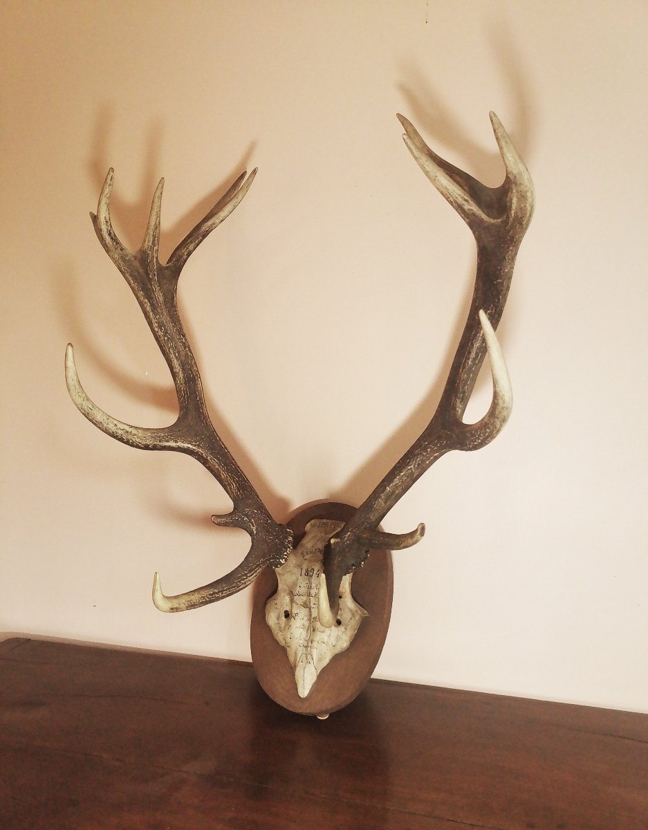 Massacre de Cerf du XIXe, Chassé à Courre en Forêt d'Ermenonville, Honneur à la Comtesse -photo-3