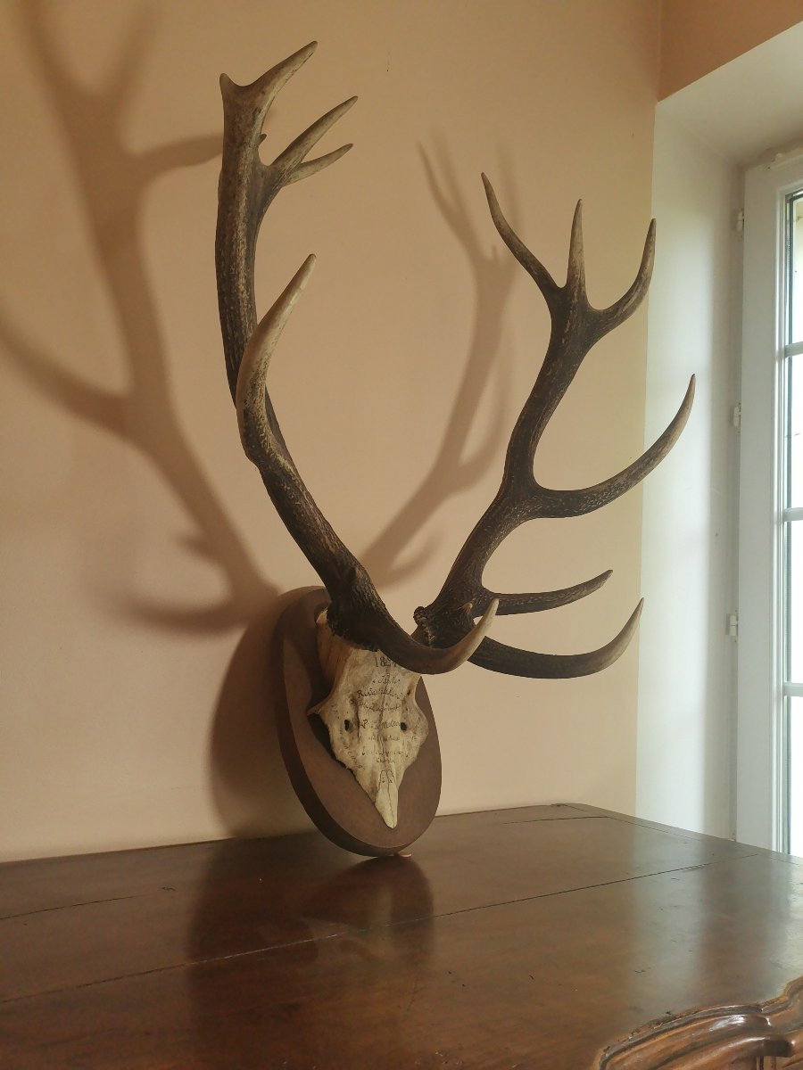 Massacre de Cerf du XIXe, Chassé à Courre en Forêt d'Ermenonville, Honneur à la Comtesse -photo-4