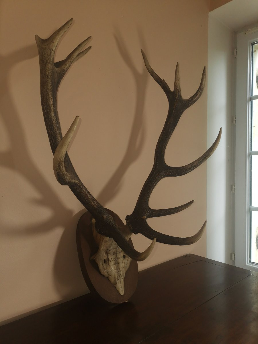 Massacre de Cerf du XIXe, Chassé à Courre en Forêt d'Ermenonville, Honneur à la Comtesse -photo-5