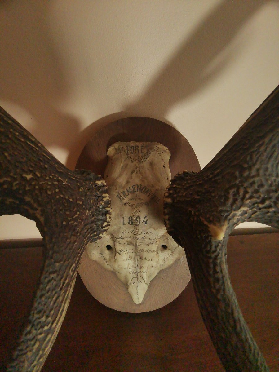 Massacre de Cerf du XIXe, Chassé à Courre en Forêt d'Ermenonville, Honneur à la Comtesse -photo-6