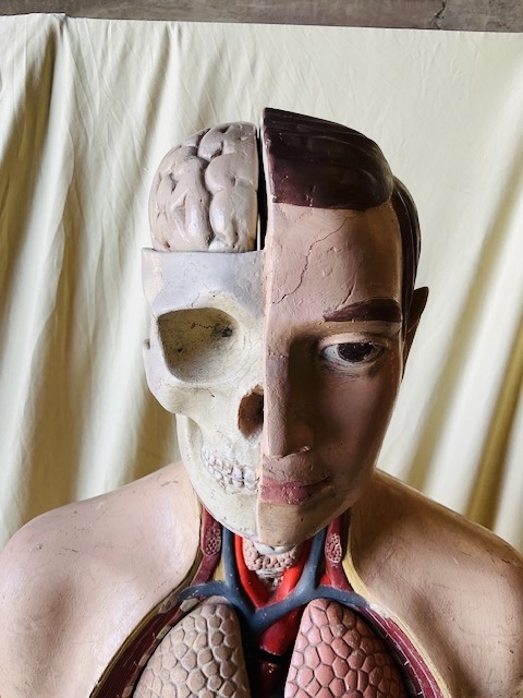 Anatomical Model In Polychrome Papier-mâché, Circa 1900-photo-2