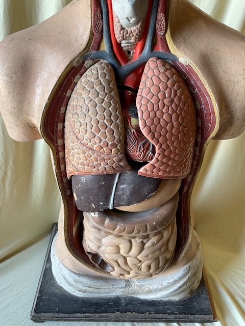 Anatomical Model In Polychrome Papier-mâché, Circa 1900-photo-3