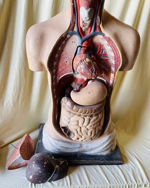 Anatomical Model In Polychrome Papier-mâché, Circa 1900-photo-4