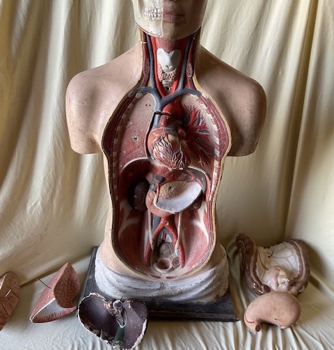 Anatomical Model In Polychrome Papier-mâché, Circa 1900-photo-1