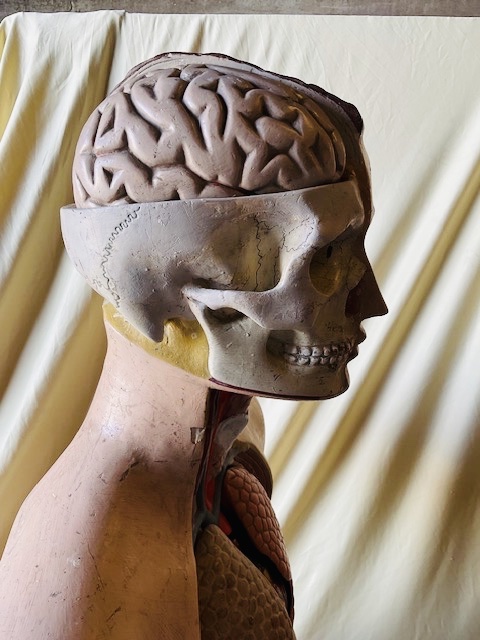 Anatomical Model In Polychrome Papier-mâché, Circa 1900-photo-3