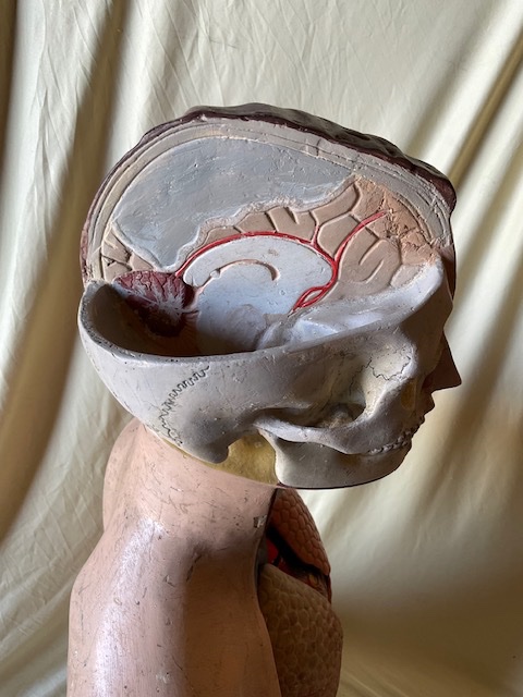 Anatomical Model In Polychrome Papier-mâché, Circa 1900-photo-4