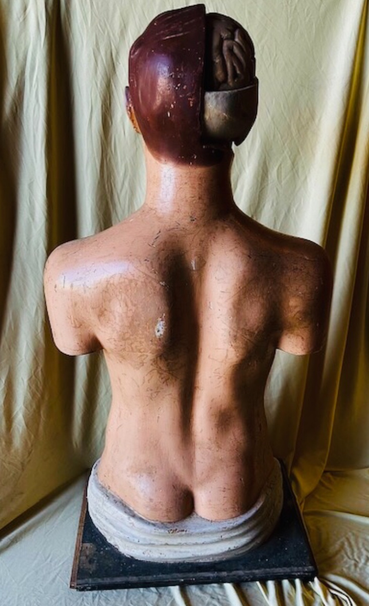 Anatomical Model In Polychrome Papier-mâché, Circa 1900-photo-7
