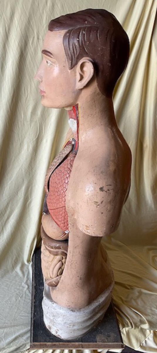 Anatomical Model In Polychrome Papier-mâché, Circa 1900-photo-8