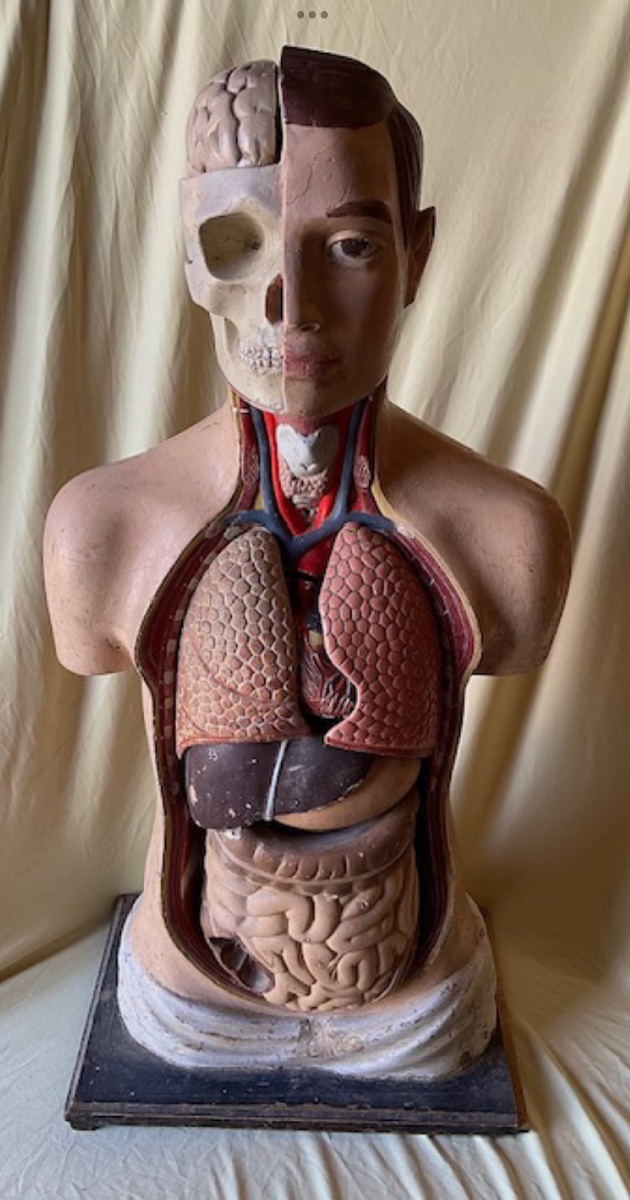 Anatomical Model In Polychrome Papier-mâché, Circa 1900