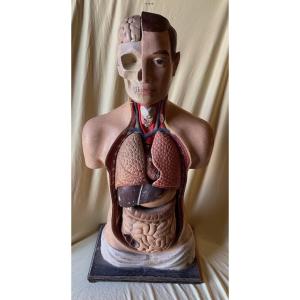 Anatomical Model In Polychrome Papier-mâché, Circa 1900