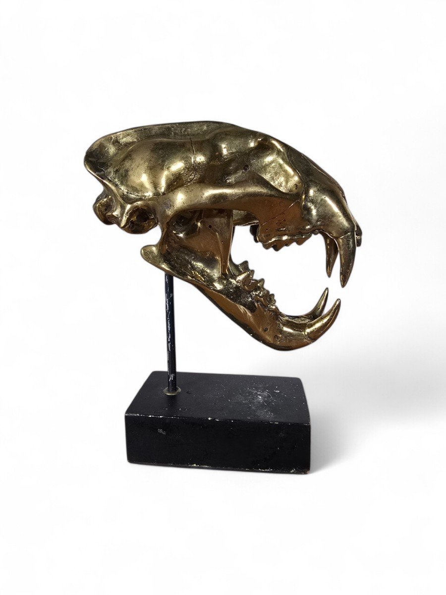 Sculpture De Crâne De Lion En Bronze-photo-2