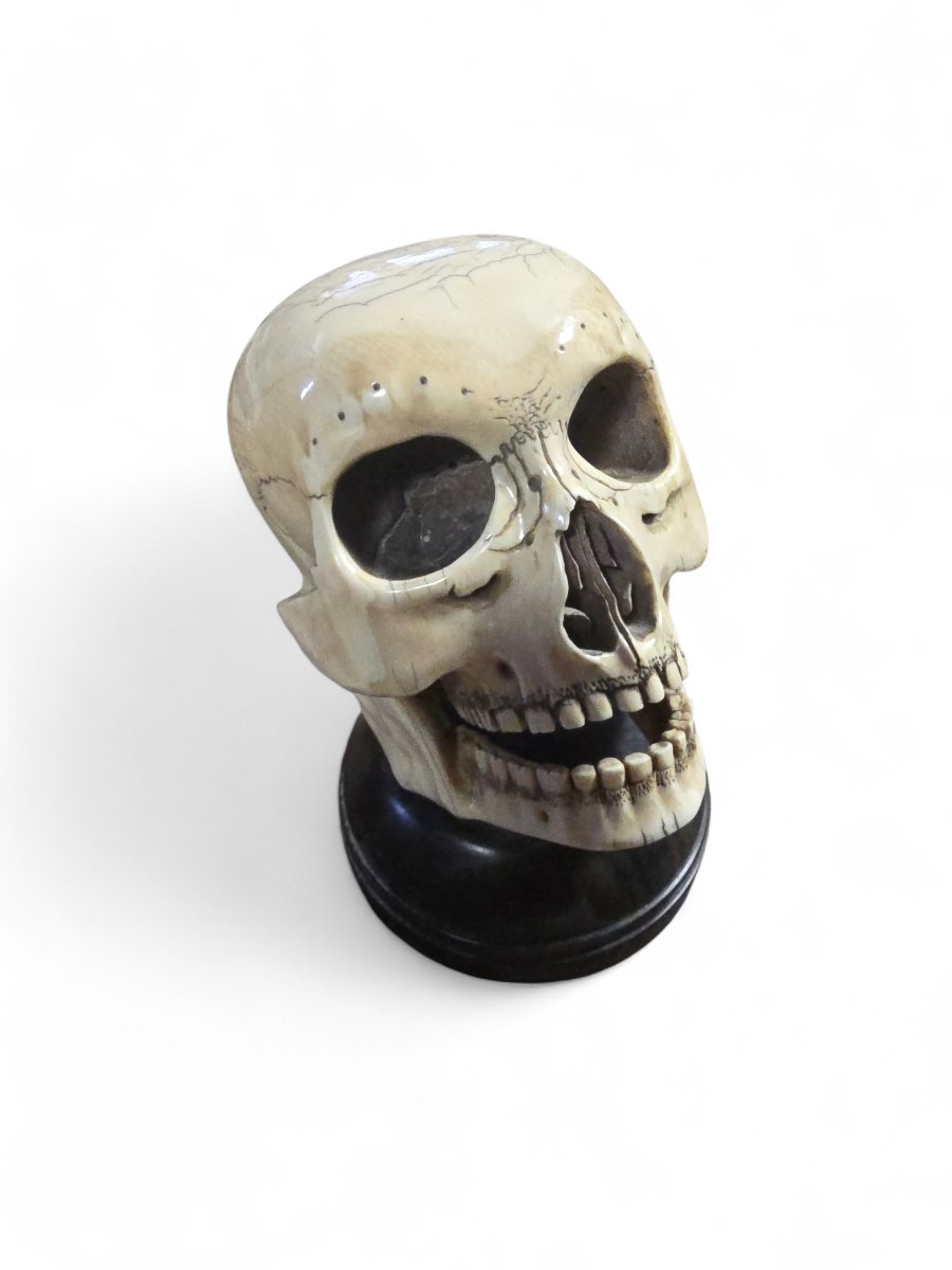 Late 19th-century Sculpted Skull With Wooden Base-photo-3
