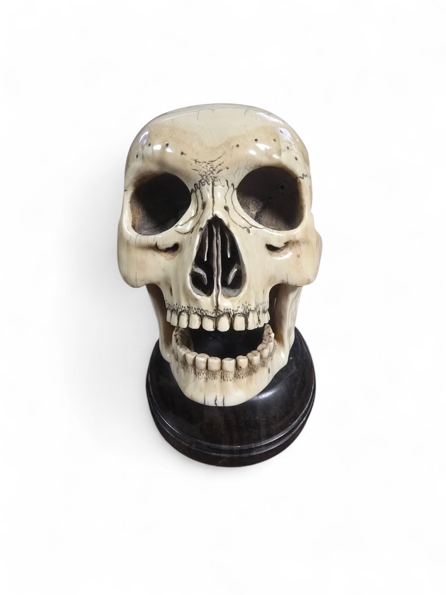 Late 19th-century Sculpted Skull With Wooden Base-photo-4
