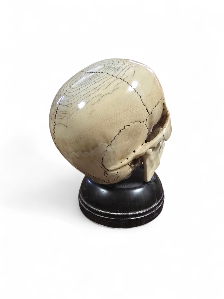 Late 19th-century Sculpted Skull With Wooden Base-photo-1