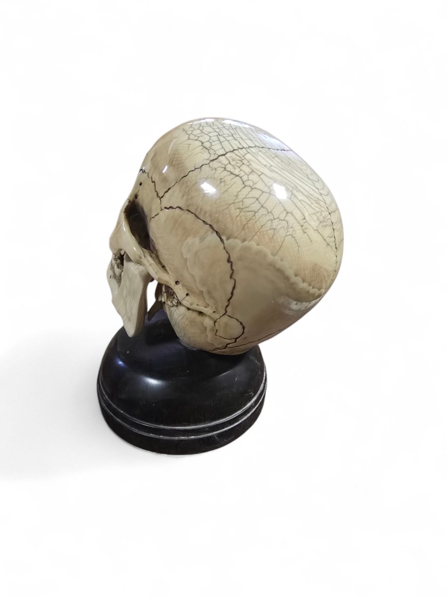Late 19th-century Sculpted Skull With Wooden Base-photo-3