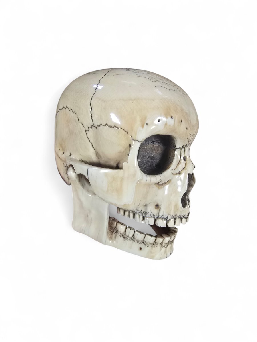 Late 19th-century Sculpted Skull With Wooden Base-photo-5