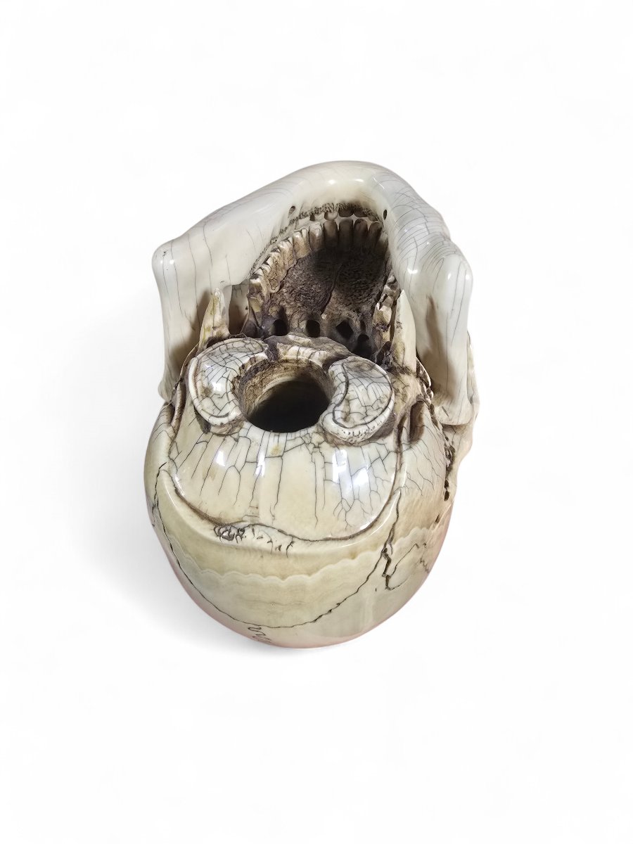 Late 19th-century Sculpted Skull With Wooden Base-photo-7
