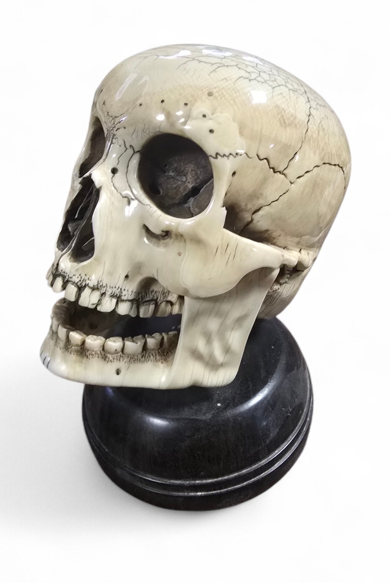 Late 19th-century Sculpted Skull With Wooden Base