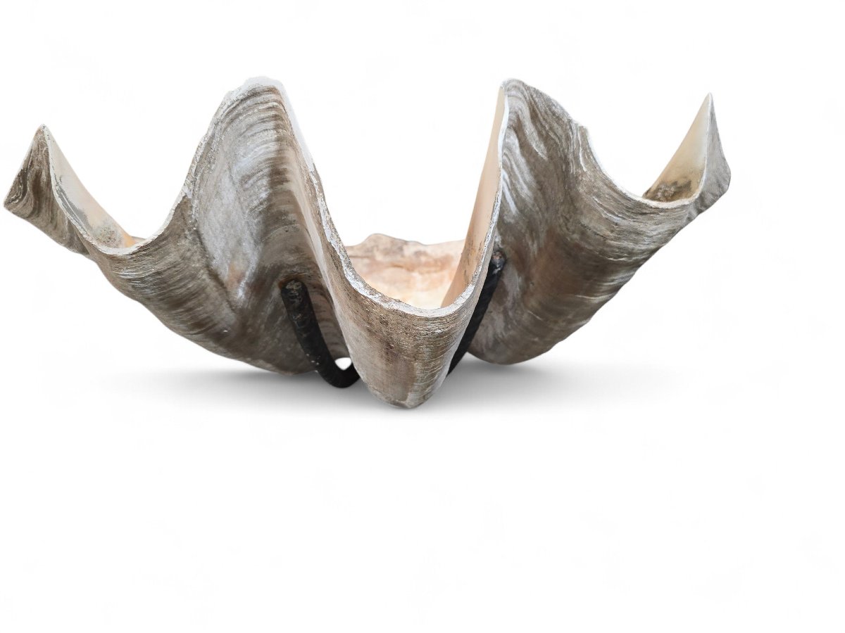Grande sculpture murale en coquillage naturel avec support en fer-photo-4