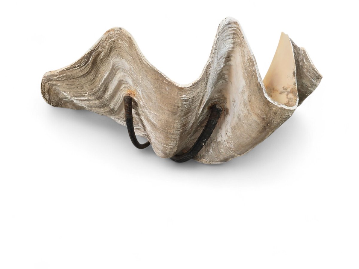 Grande sculpture murale en coquillage naturel avec support en fer-photo-1
