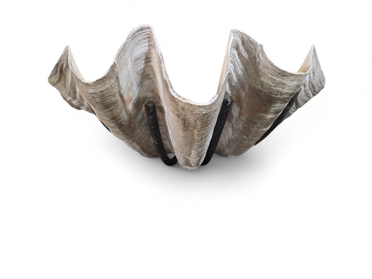 Grande sculpture murale en coquillage naturel avec support en fer-photo-2