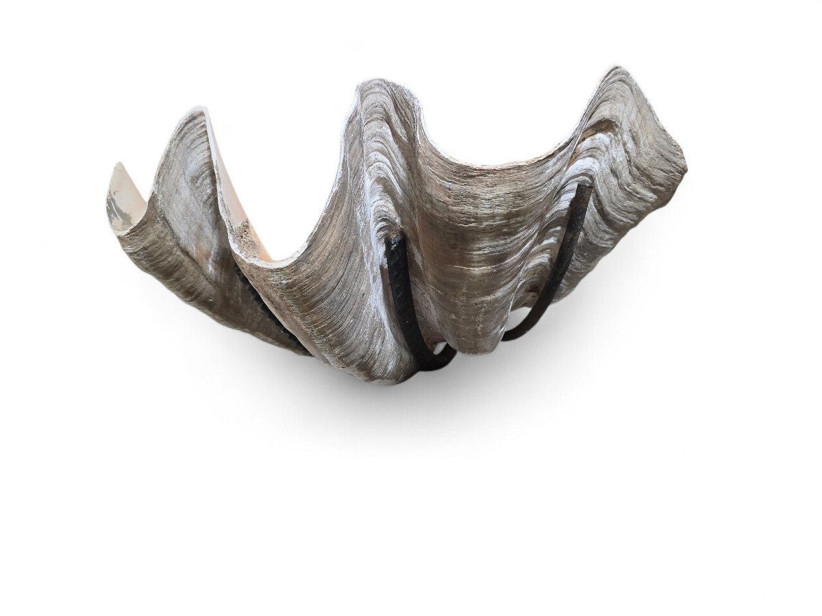 Grande sculpture murale en coquillage naturel avec support en fer-photo-3