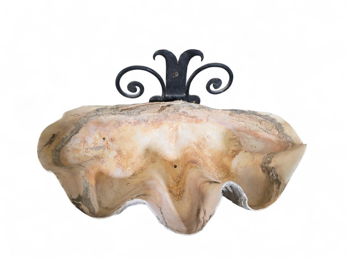 Grande sculpture murale en coquillage naturel avec support en fer