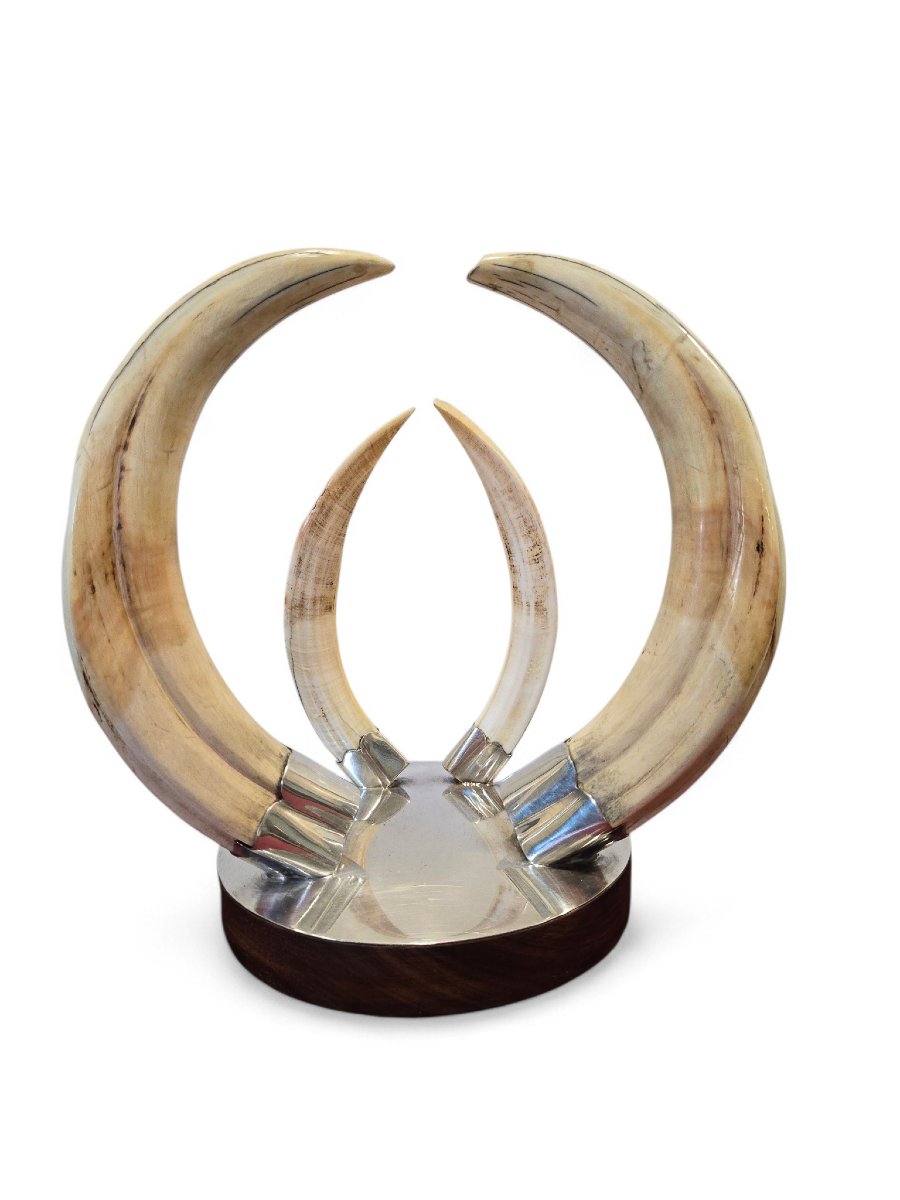 Trophée de défense de phacochère des années 1970, monté sur un socle en bois et argent-photo-2