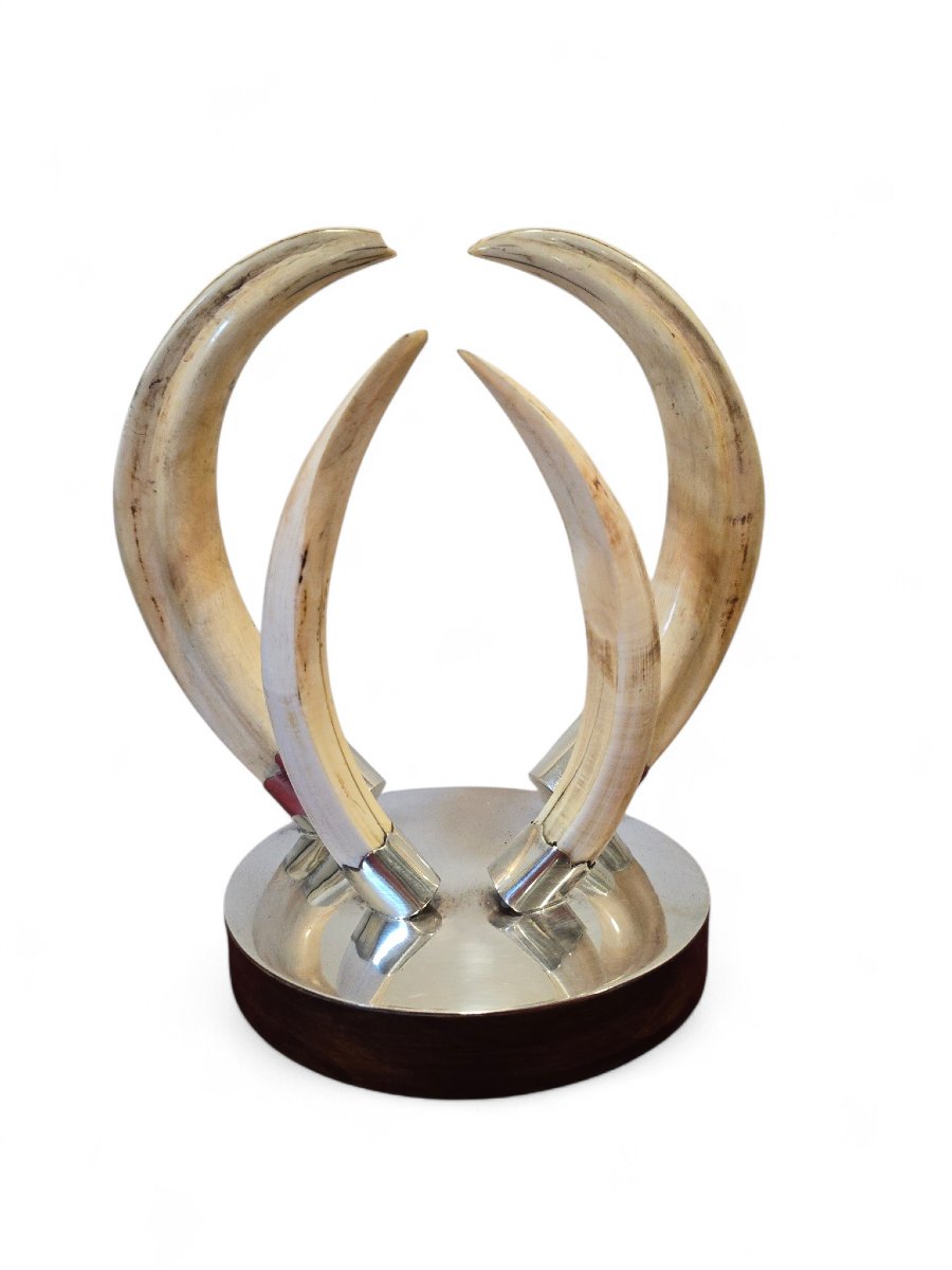 Trophée de défense de phacochère des années 1970, monté sur un socle en bois et argent-photo-3