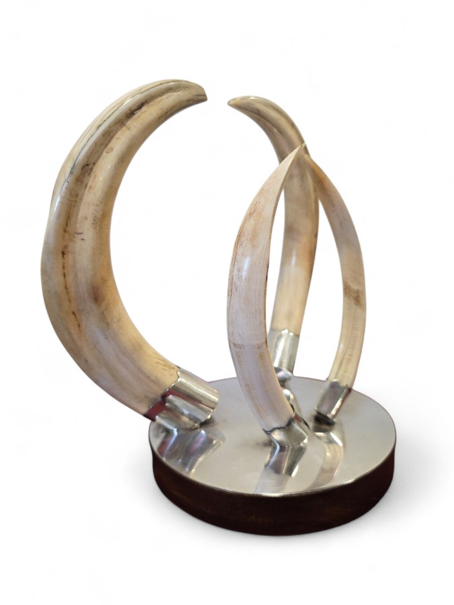 Trophée de défense de phacochère des années 1970, monté sur un socle en bois et argent-photo-4