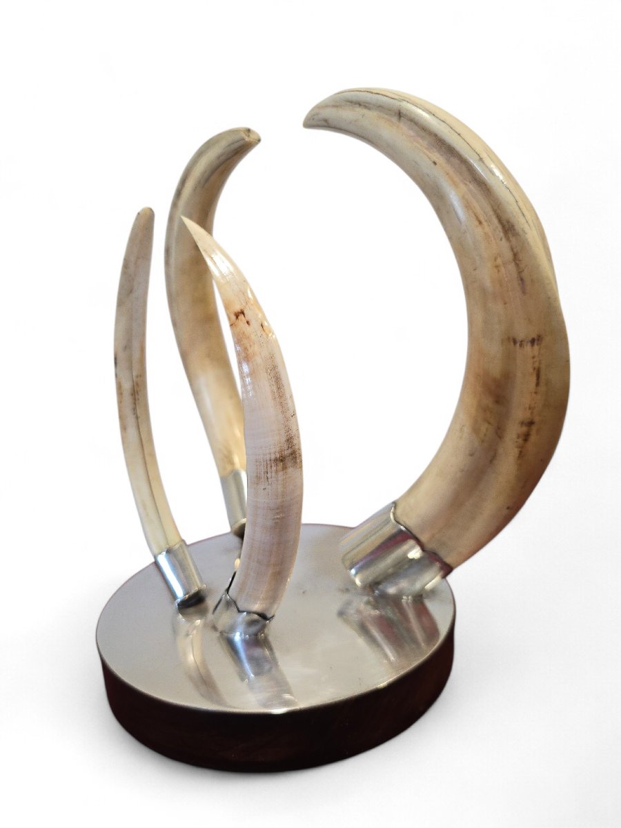 Trophée de défense de phacochère des années 1970, monté sur un socle en bois et argent-photo-1