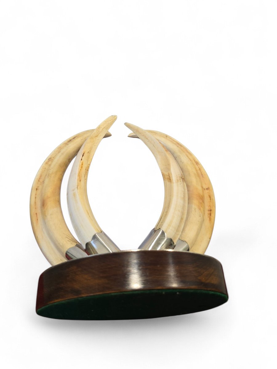 Trophée de défense de phacochère des années 1970, monté sur un socle en bois et argent-photo-3