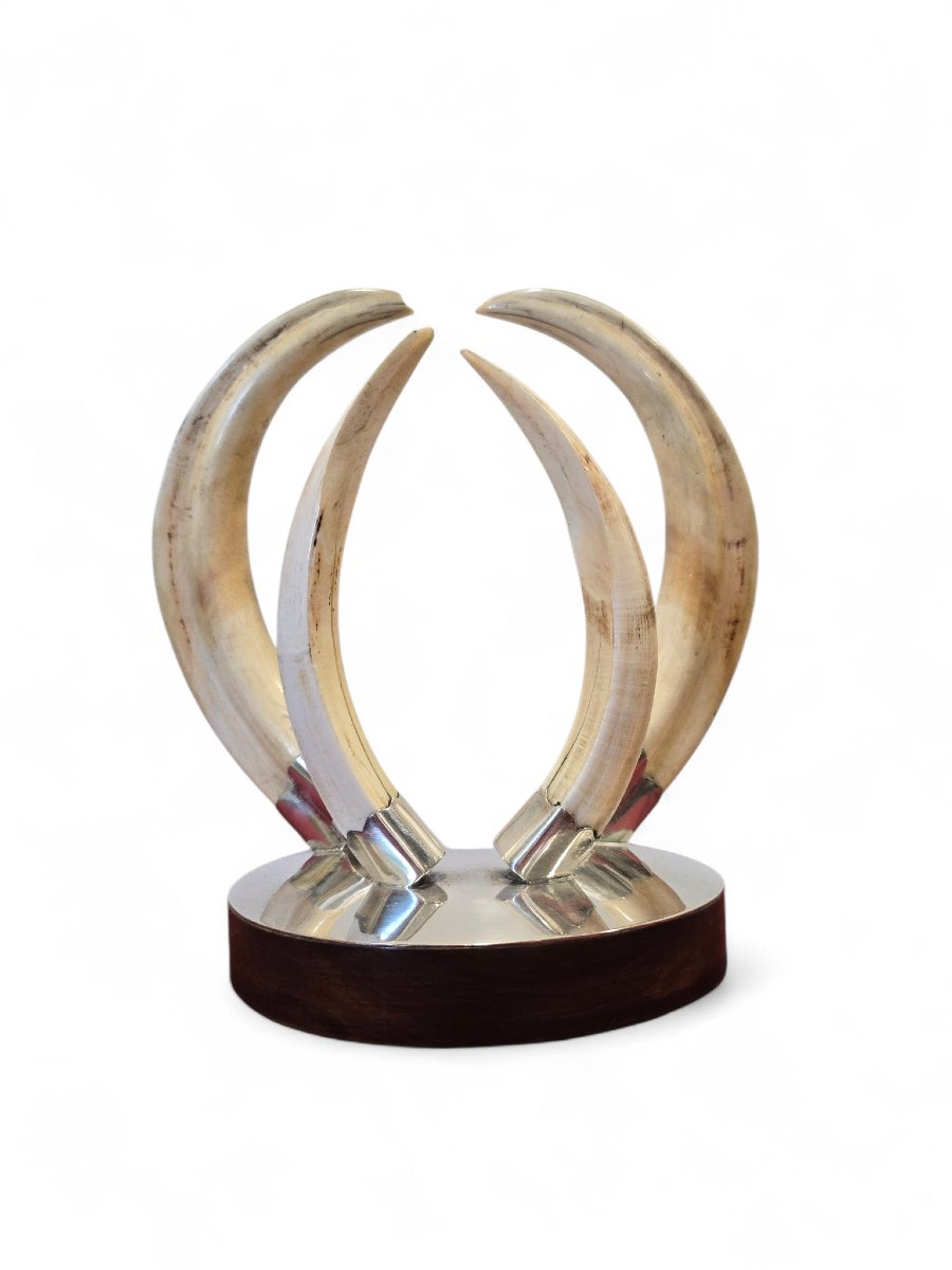 Trophée de défense de phacochère des années 1970, monté sur un socle en bois et argent-photo-4
