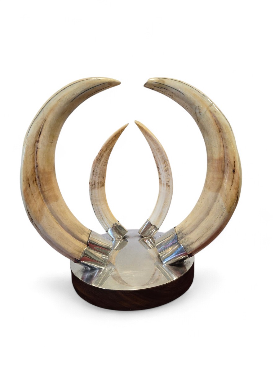Trophée de défense de phacochère des années 1970, monté sur un socle en bois et argent
