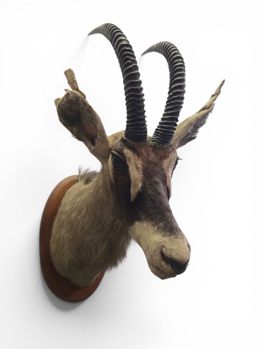 Stuffed Sand Antelope Trophy, Africa, 1960s-photo-2
