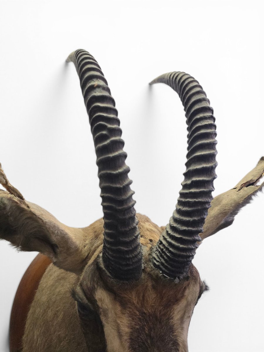 Stuffed Sand Antelope Trophy, Africa, 1960s-photo-3