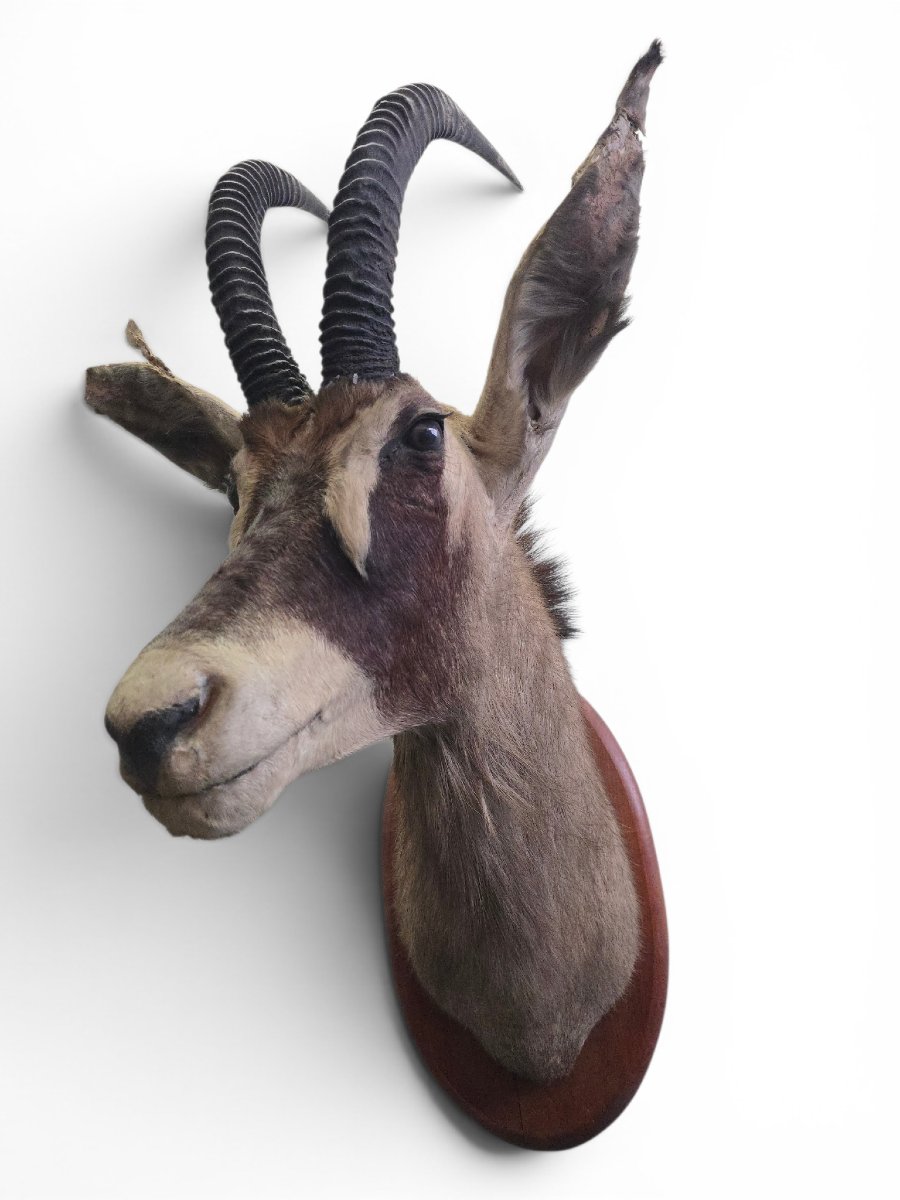 Stuffed Sand Antelope Trophy, Africa, 1960s-photo-4