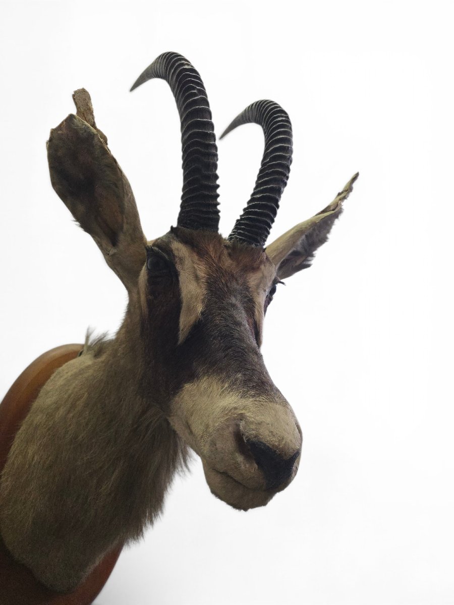 Stuffed Sand Antelope Trophy, Africa, 1960s-photo-2