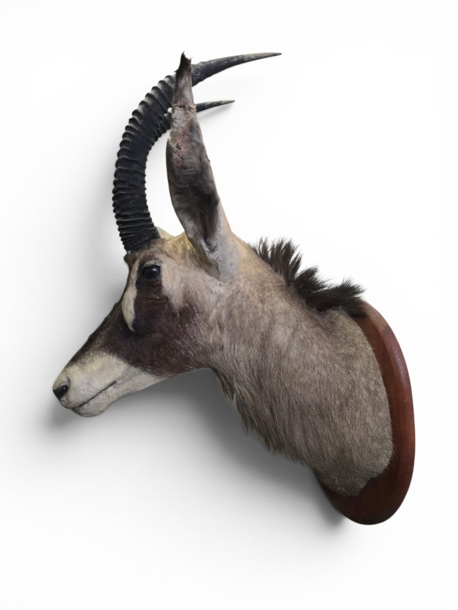 Stuffed Sand Antelope Trophy, Africa, 1960s-photo-4